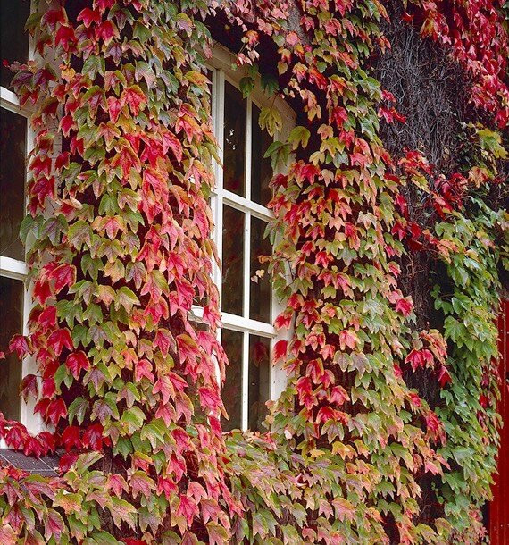 Ảnh minh họa: ITN. Ảnh minh họa: ITN.