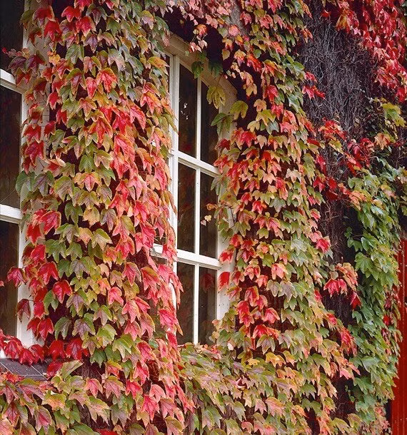 Ảnh minh họa: ITN.