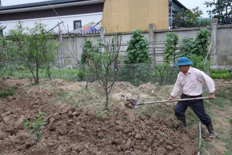 Muốn phục hồi đào sau Tết, các chủ vườn phải thay mới đất trước khi trồng.