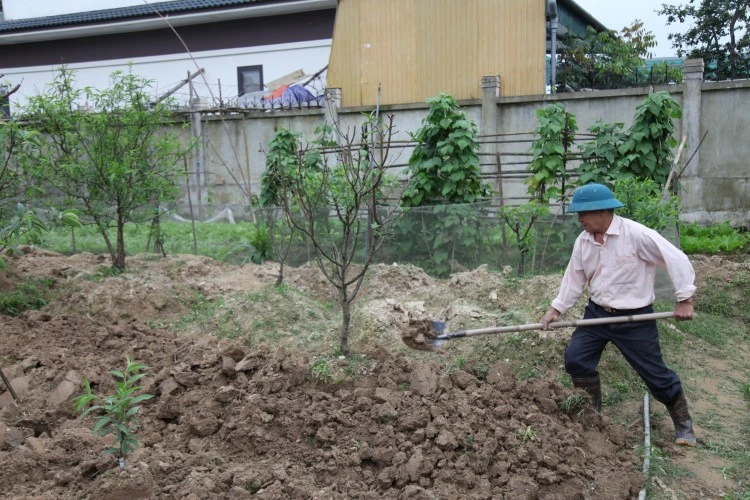 Muốn phục hồi đào sau Tết, các chủ vườn phải thay mới đất trước khi trồng.