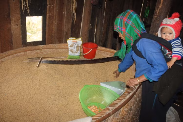 Nhờ có trâu kéo, mà người Tả Nhìu cũng có nhiều thóc.