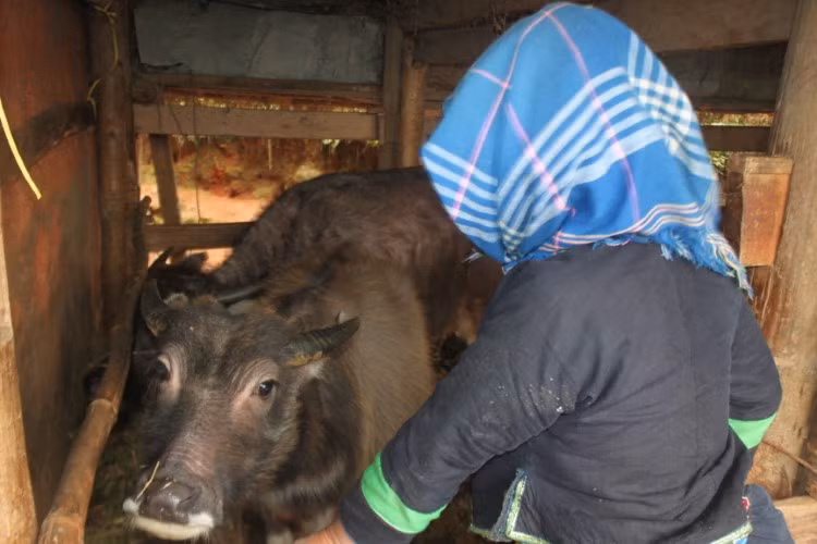 Với người Tả Nhìu, trâu còn là linh vật.