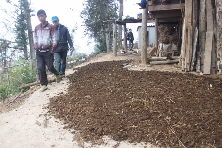 Phân trâu rất có giá trị ở Tả Nhìu nên họ phải phơi sấy cẩn thận.