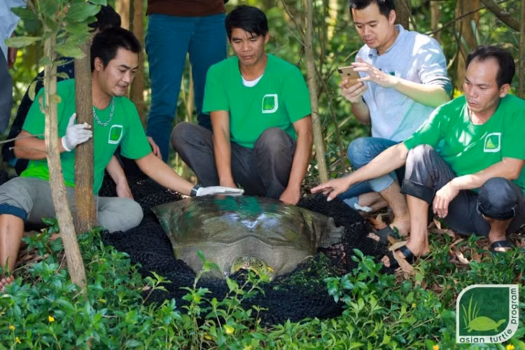Rùa mai mềm Hoàn Kiếm được tìm thấy ở hồ Đồng Mô.