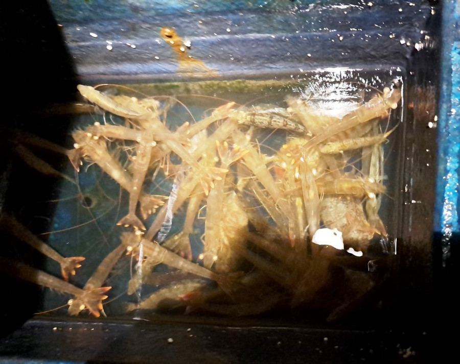 Thành quả của nhóm ngư dân "săn" trong đêm. (Ảnh: Huyền Trang) Thành quả của nhóm ngư dân "săn" trong đêm. (Ảnh: Huyền Trang)