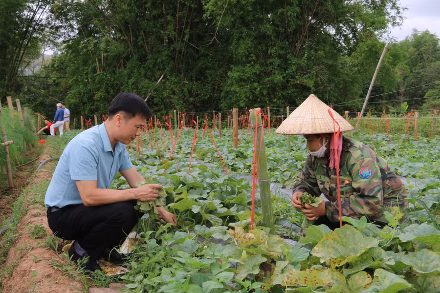 Ông Trần Sỹ Hứng, Phó Chủ tịch Ủy ban MTTQ Việt Nam huyện Yên Châu hướng dẫn người dân trồng dưa phát triển kinh tế.
