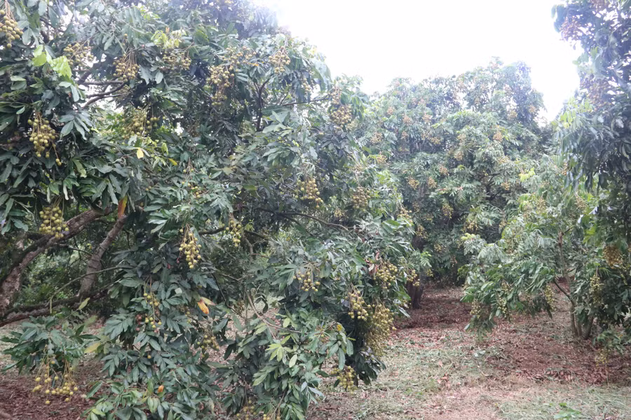 Không chỉ tập trung xây dựng cơ sở hạ tầng, xã Chiềng Khương còn vận động người dân trồng nhãn trên đất dốc phát triển kinh tế.