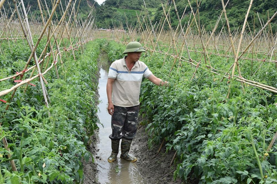 Người dân ở bản Nà Tâu, xã Ngọc Chiến trồng cà chua vụ đông phát triển kinh tế. Người dân ở bản Nà Tâu, xã Ngọc Chiến trồng cà chua vụ đông phát triển kinh tế.