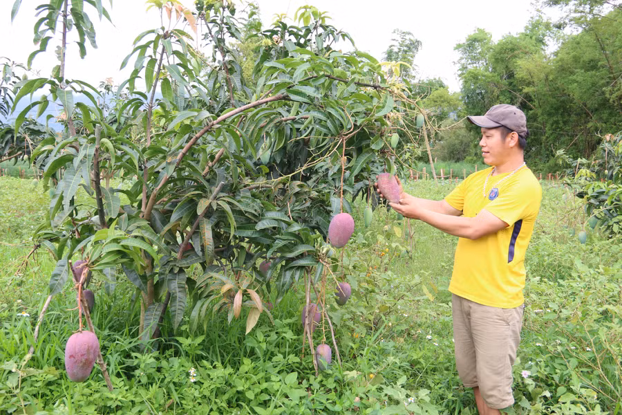 Ngoài hỗ trợ các hộ có nhà ở, huyện Yên Châu còn tập trung tuyên truyền người dân trồng cây ăn quả phát triển sản xuất.