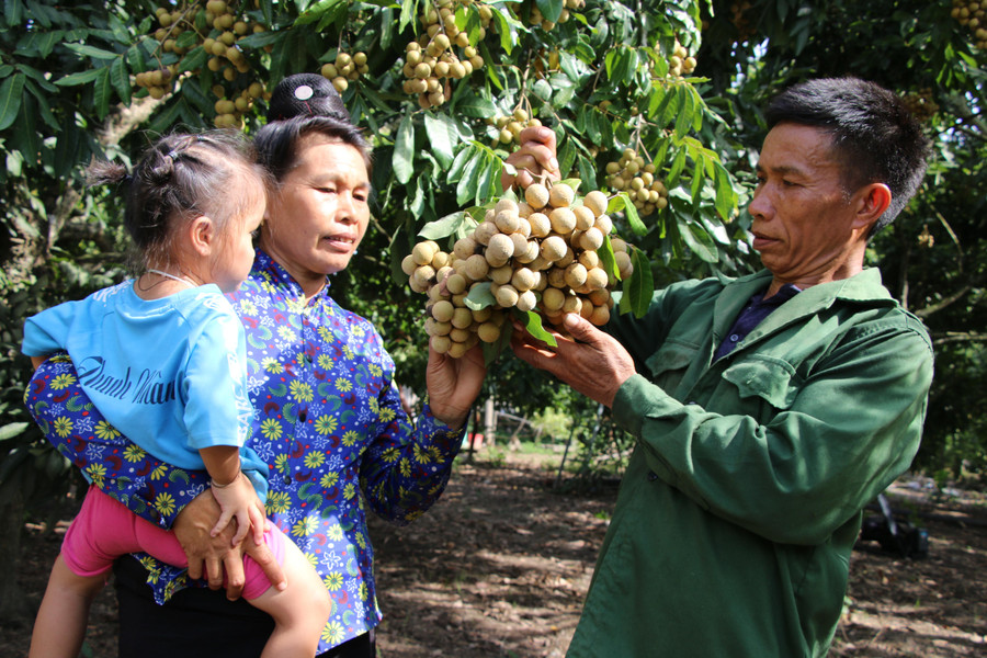 Từ lâu nay, người dân xã Chiềng Khương đã trồng nhãn trên đất dốc, mang lại hiệu quả kinh tế cao. Từ lâu nay, người dân xã Chiềng Khương đã trồng nhãn trên đất dốc, mang lại hiệu quả kinh tế cao.
