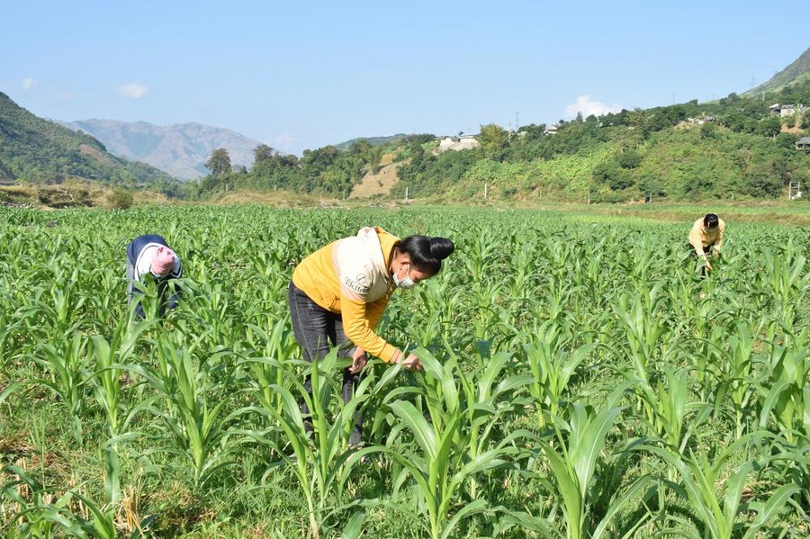 Bà con đang làm cỏ ngô ở bản Chiến, xã Ngọc Chiến. Bà con đang làm cỏ ngô ở bản Chiến, xã Ngọc Chiến.