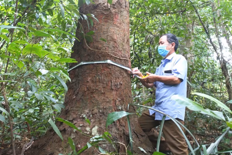 Mỗi người dân xã Hậu Thành đều có trách nhiệm bảo vệ rừng lim của quê hương mình.