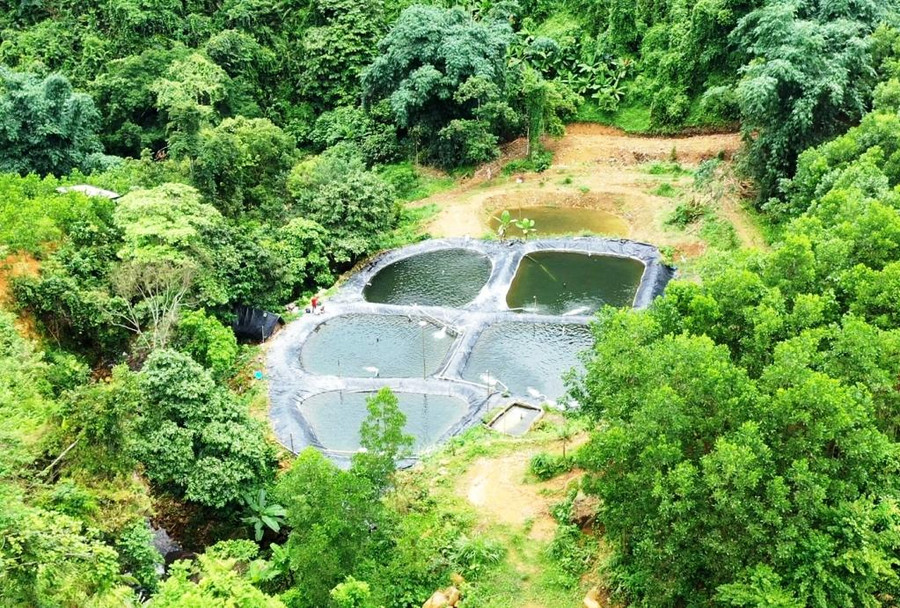 Khu vực nuôi cá tầm của gia đình anh Trần Văn Mạ tại Khe San, thôn Đồng Đình, xã Phong Dụ, huyện Tiên Yên.