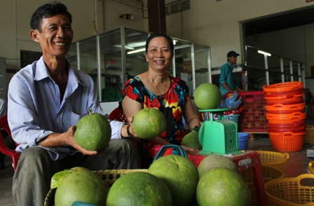 Bưởi da xanh được giá, người trồng thu tiền tỷ - Ảnh 1 Bưởi da xanh được giá, người trồng thu tiền tỷ - Ảnh 1