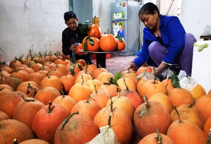  Vợ chồng anh Nguyễn Văn Hành đang lau rửa bưởi tiến vua sau khi thu gom về nhà.