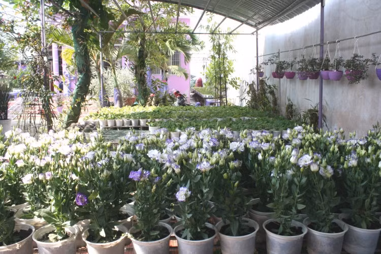 Bên cạnh hoa truyền thống, người trồng hoa còn sưu tầm nhiều giống hoa mới lạ.