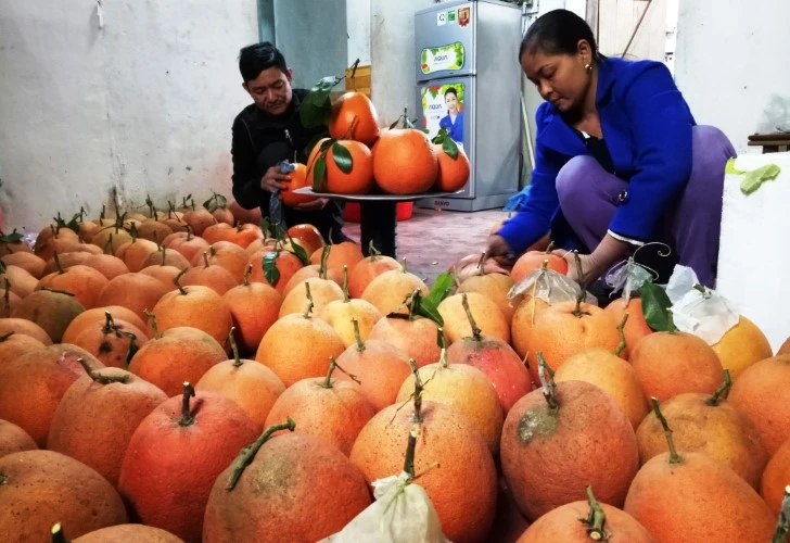  Vợ chồng anh Nguyễn Văn Hành đang lau rửa bưởi tiến vua sau khi thu gom về nhà.