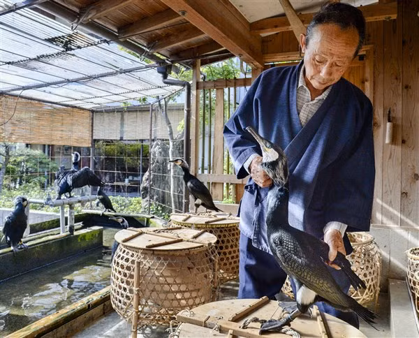 Nhật Bản: Nghề huấn luyện chim cốc bắt cá ảnh 4
