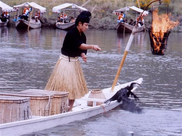 Nhật Bản: Nghề huấn luyện chim cốc bắt cá ảnh 2