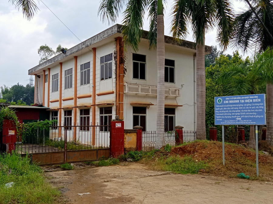 Công ty Cổ phần Giống Lâm nghiệp Trung ương Chi nhánh Điện Biên – nơi bê bết những sai phạm.