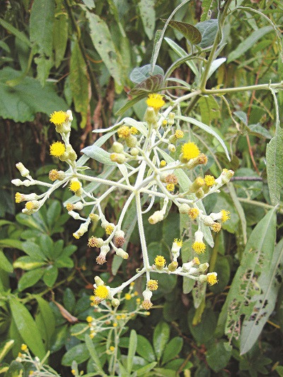 Mai hoa băng phiến Mai hoa băng phiến