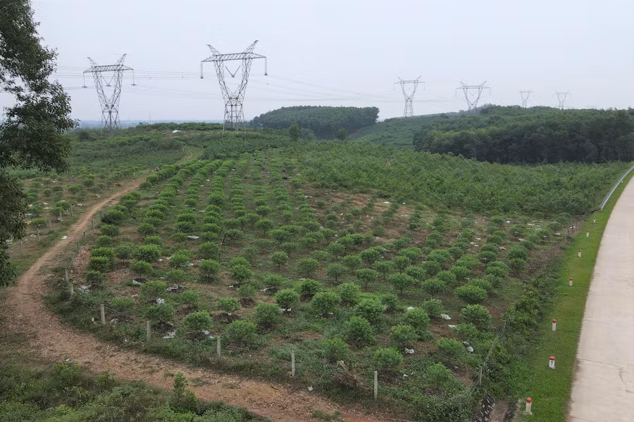 Xã Lưu Vĩnh Sơn được xem là “thủ phủ” đào phai ở Hà Tĩnh với những vườn đào hàng nghìn gốc.