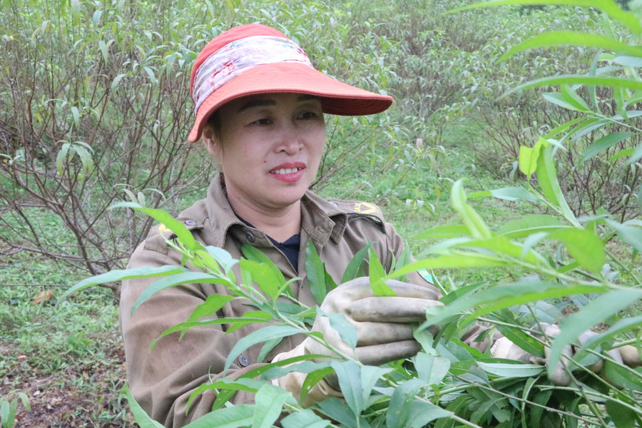 Người dân phấn khởi tuốt lá đào để tập trung dinh dưỡng cho việc ra hoa.