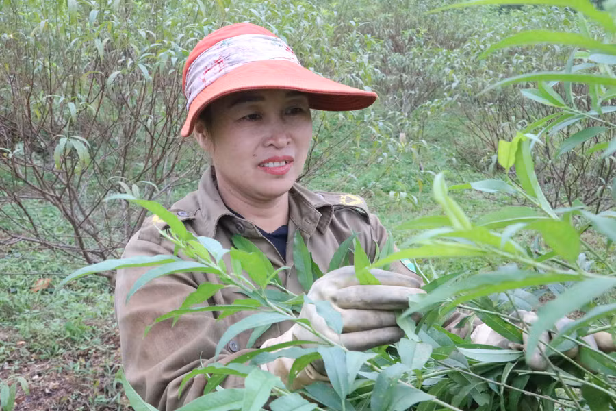 Người dân phấn khởi tuốt lá đào để tập trung dinh dưỡng cho việc ra hoa. Người dân phấn khởi tuốt lá đào để tập trung dinh dưỡng cho việc ra hoa.