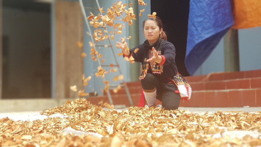 Lý Thuý Vân gắn bó với cây thuốc từ nhỏ.