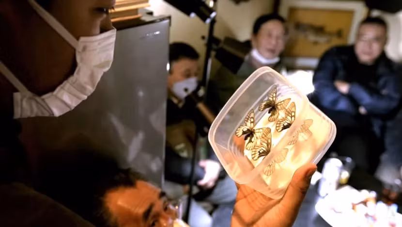 Các mẫu loài bướm được bán đấu giá tại quán rượu Tefuya. Ảnh: CNA