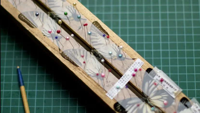 Khi lắp các mẫu, các cánh bướm phải được ghim để cố định các cánh vào đúng vị trí. Ảnh: CNA