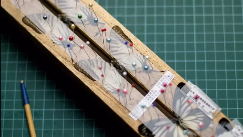 Khi lắp các mẫu, các cánh bướm phải được ghim để cố định các cánh vào đúng vị trí. Ảnh: CNA