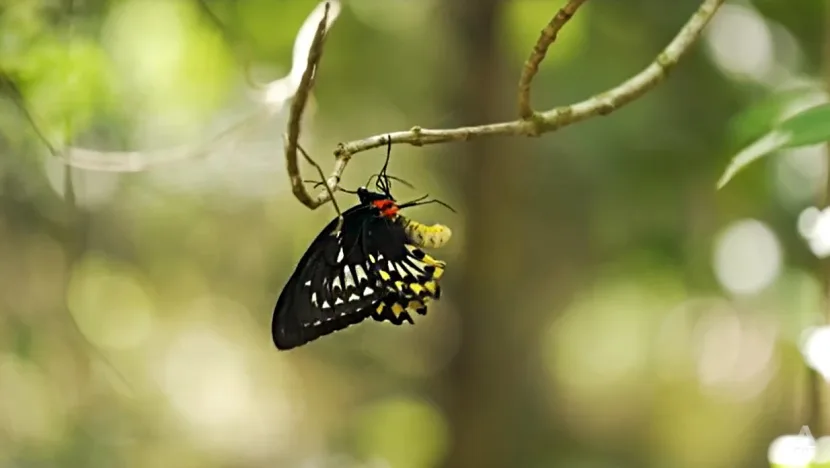 Một con bướm Ornithoptera croesus cái. Ảnh: CNA