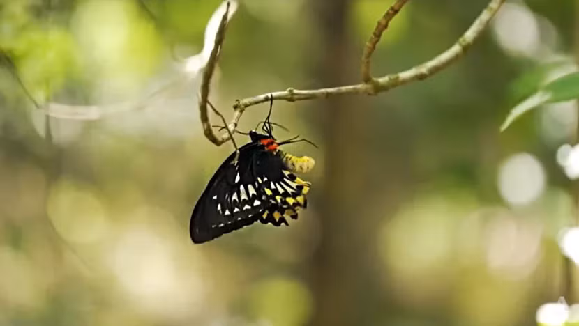 Một con bướm Ornithoptera croesus cái. Ảnh: CNA