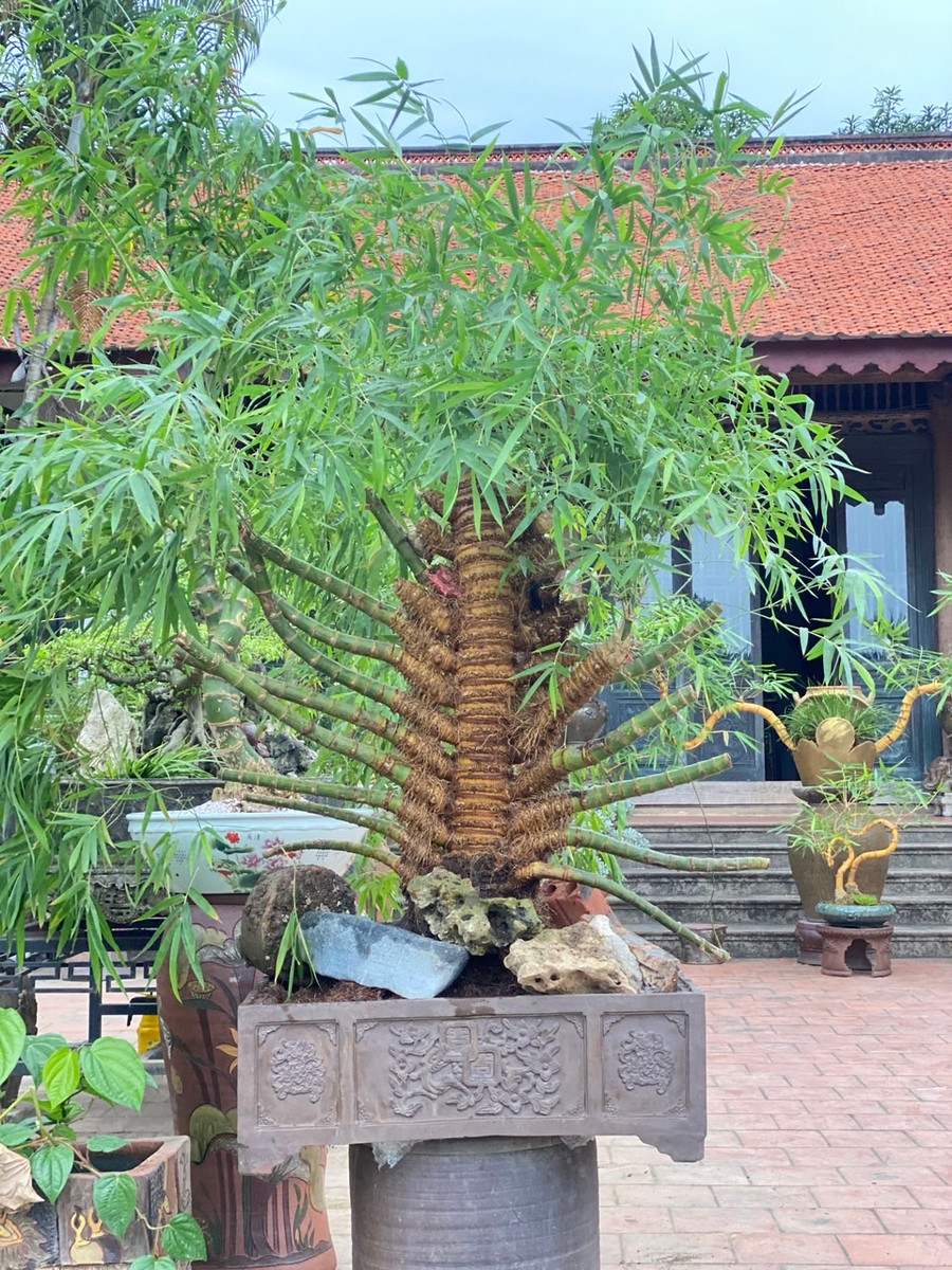 Mỗi tác phẩm tre bonsai có một vẻ đẹp riêng.