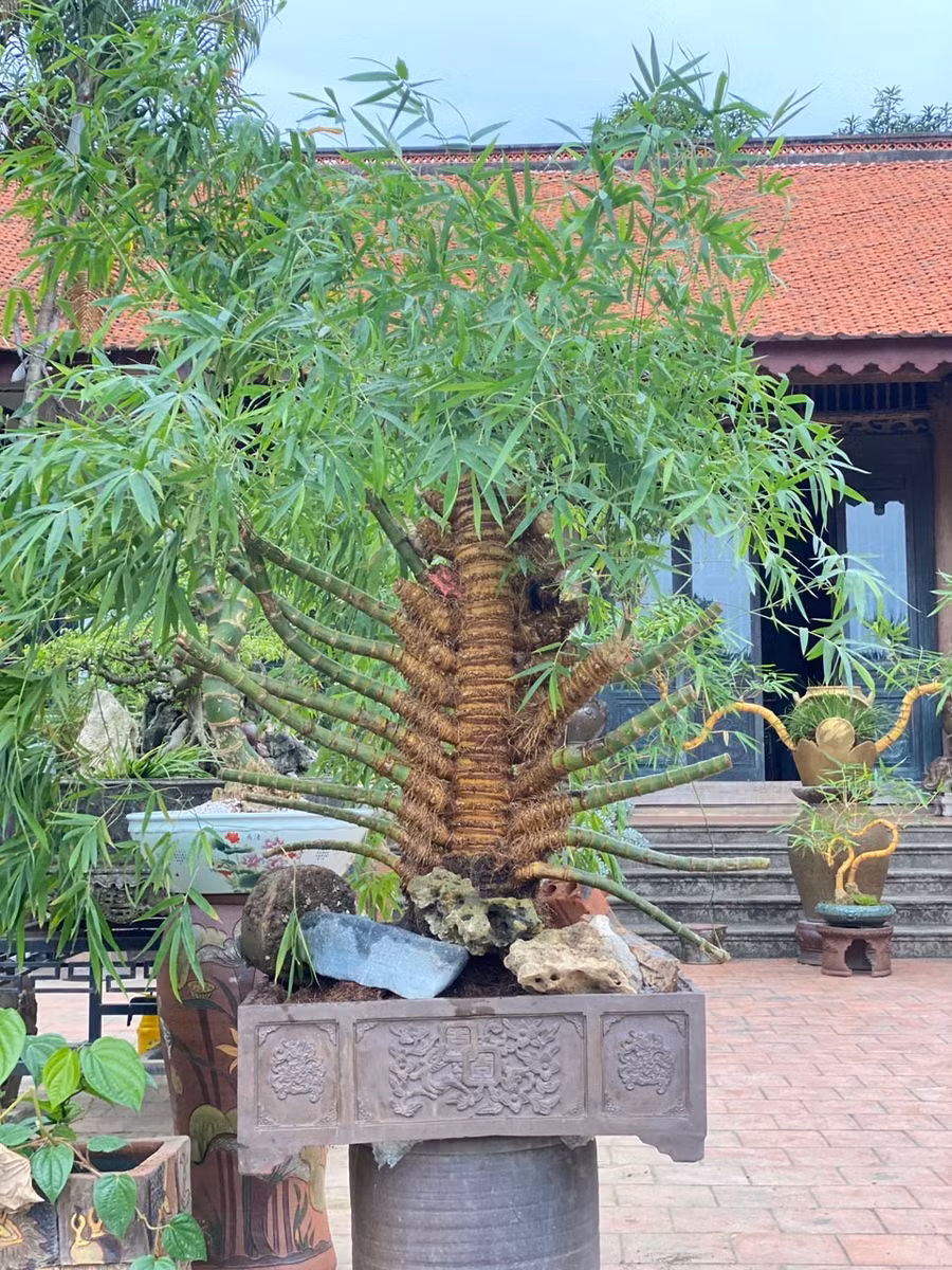 Mỗi tác phẩm tre bonsai có một vẻ đẹp riêng.