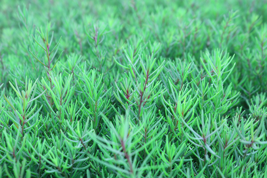 Từ loài cây dại, rau nhót dần trở thành món ăn đặc sản.