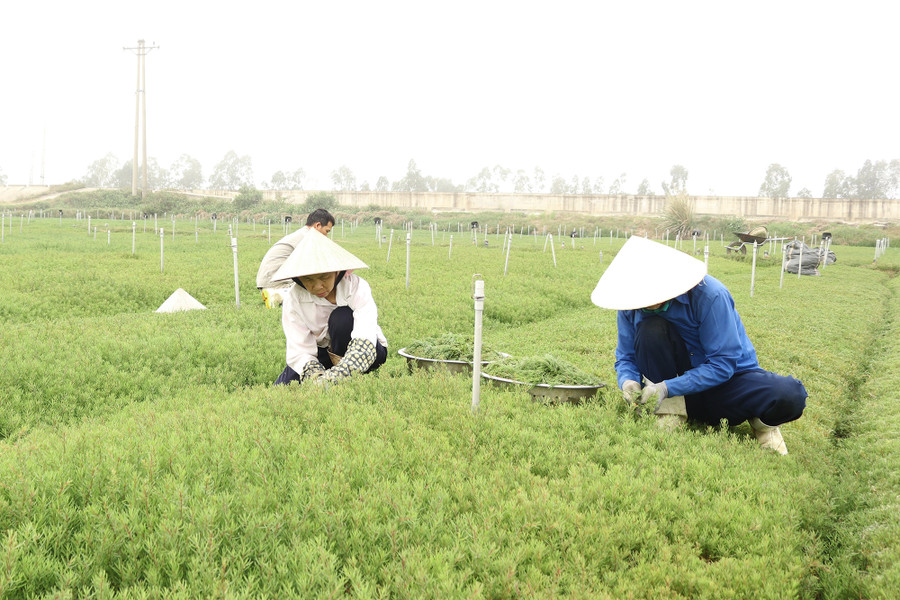 Công nhân thu hoạch rau nhót trên cánh đồng Doi.