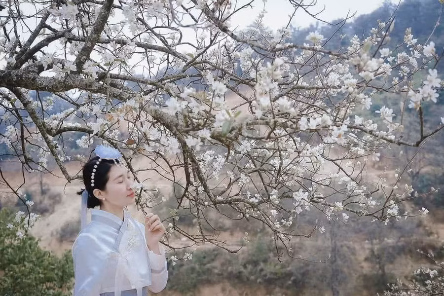 Du khách chụp ảnh lưu giữ khoảnh khắc đẹp với hoa sơn tra.