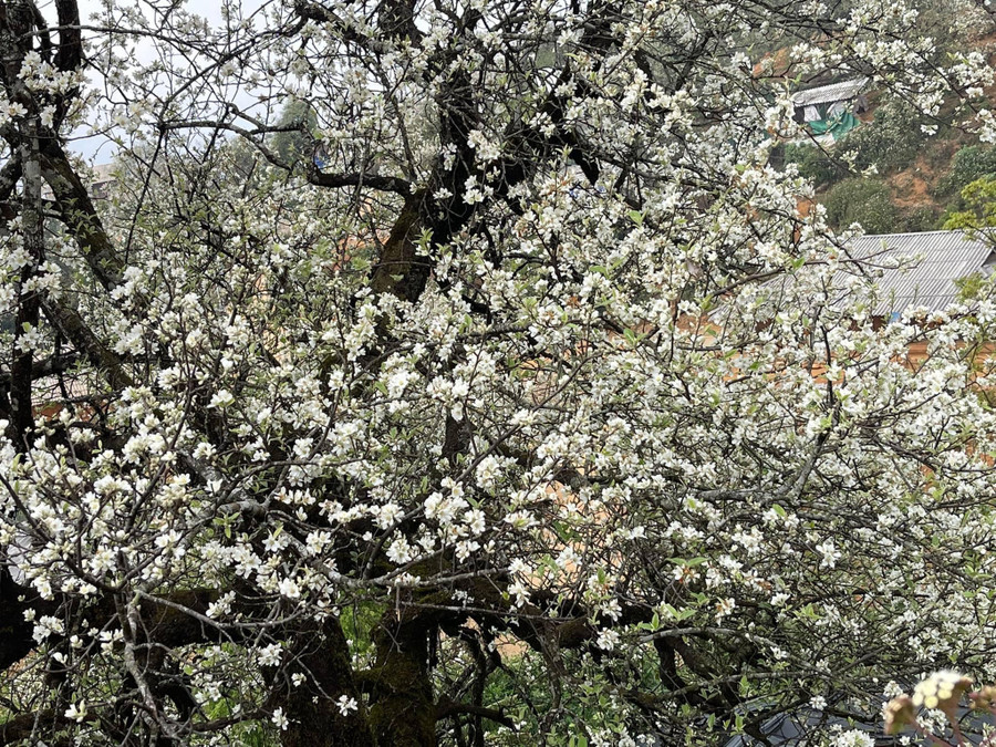 Hiện, hoa sơn tra đang nở rộ trên khắp các triền đồi Nậm Nghẹp. Hiện, hoa sơn tra đang nở rộ trên khắp các triền đồi Nậm Nghẹp.