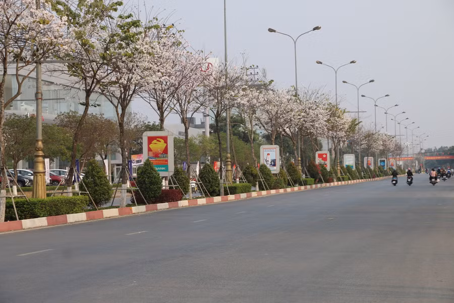 Hoa ban nở trắng muốt trên con đường Quốc lộ 6 dẫn vào thành phố Sơn La.