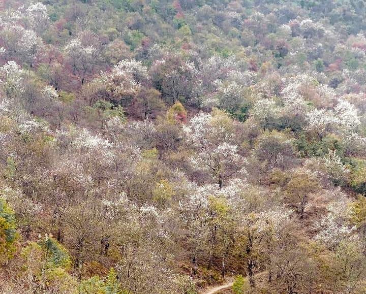 Hoa sơn tra nở trắng rừng. Hoa sơn tra nở trắng rừng.