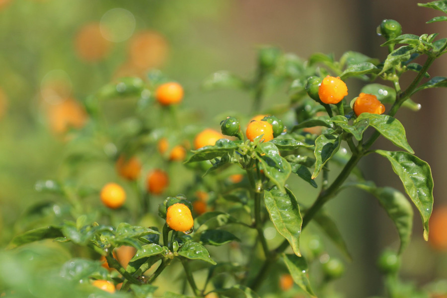 Ớt Aji Charapita có quả tròn, khi chín, trái chuyển màu vàng cam.