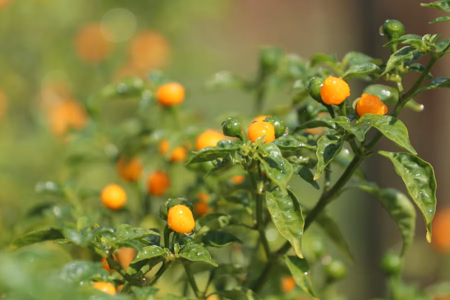 Ớt Aji Charapita có quả tròn, khi chín, trái chuyển màu vàng cam.