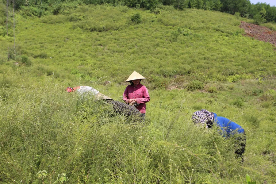 Cây trện mang lại thu nhập quanh năm cho người dân ở huyện Hương Sơn. (Ảnh:H.N)