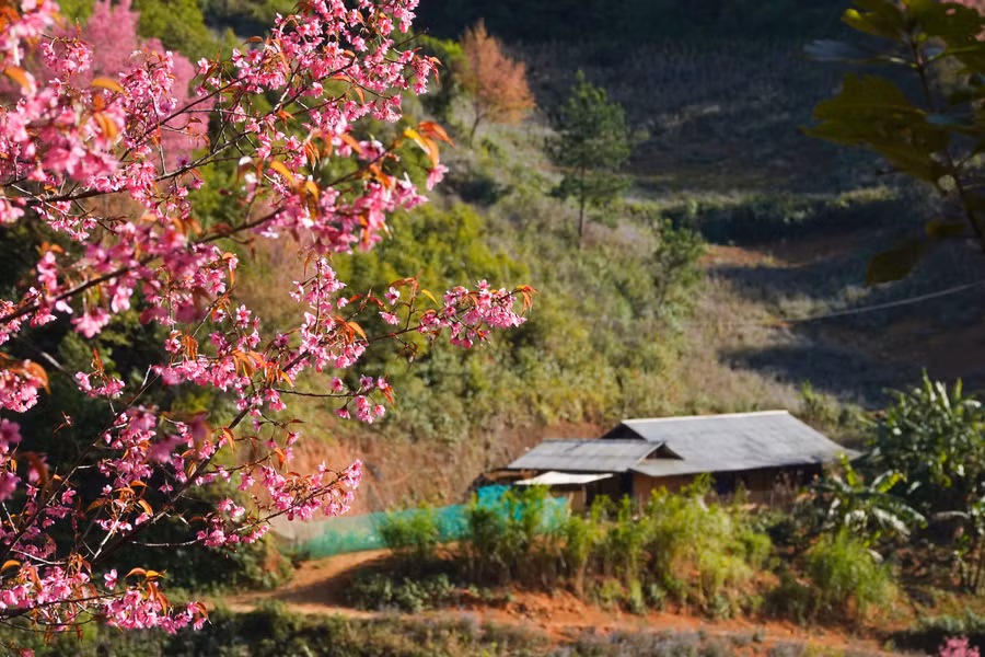 Những chùm hoa sắc đỏ hồng ở lưng chừng đồi tạo nên một bức tranh thiên nhiên tuyệt đẹp.