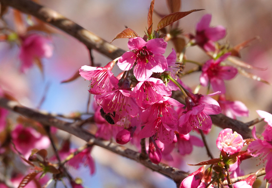 Nét đẹp riêng có của những cánh hoa Tớ dày đang độ khoe sắc. Nét đẹp riêng có của những cánh hoa Tớ dày đang độ khoe sắc.
