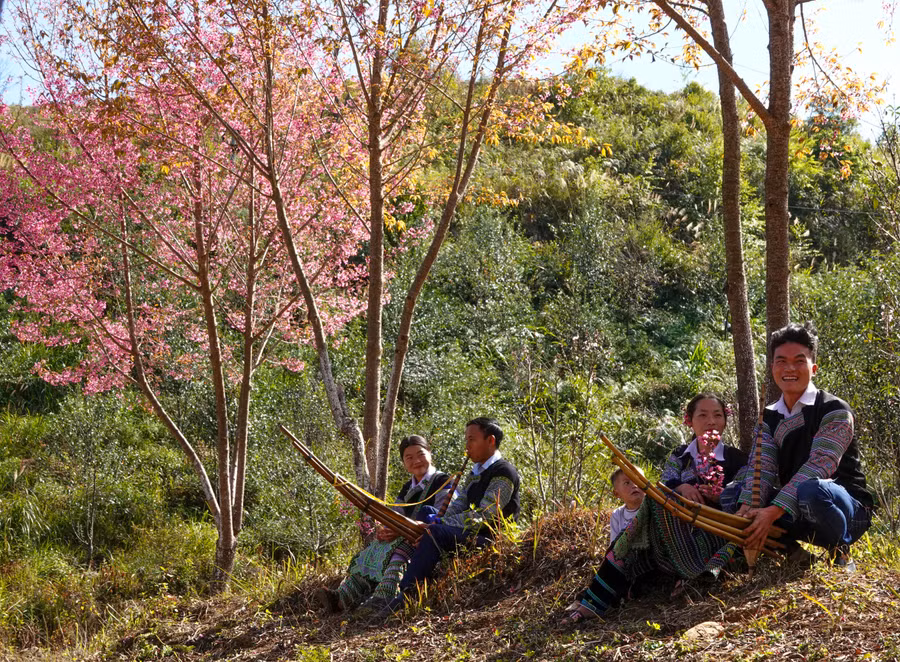 Hoa nở vào đúng dịp Tết của người Mông báo hiệu thời điểm đồng bào được mặc đồ mới, nam nữ cùng tập khèn, chơi Pao... chuẩn bị đón Tết.