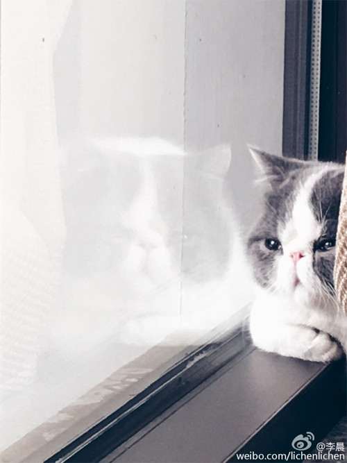Bức ảnh Lý Thần chia sẻ cùng dòng trạng thái khiến nhiều người tò mò. Ảnh: Weibo Bức ảnh Lý Thần chia sẻ cùng dòng trạng thái khiến nhiều người tò mò. Ảnh: Weibo