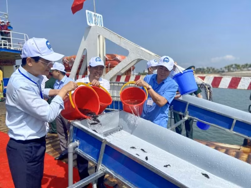 Tại buổi lễ, các đại biểu đã thả hơn 8 triệu con giống thủy sản có giá trị kinh tế xuống vịnh Bắc Bộ. 
